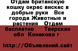 Отдам британскую кошку окрас вискас в добрые руки - Все города Животные и растения » Отдам бесплатно   . Тверская обл.,Конаково г.